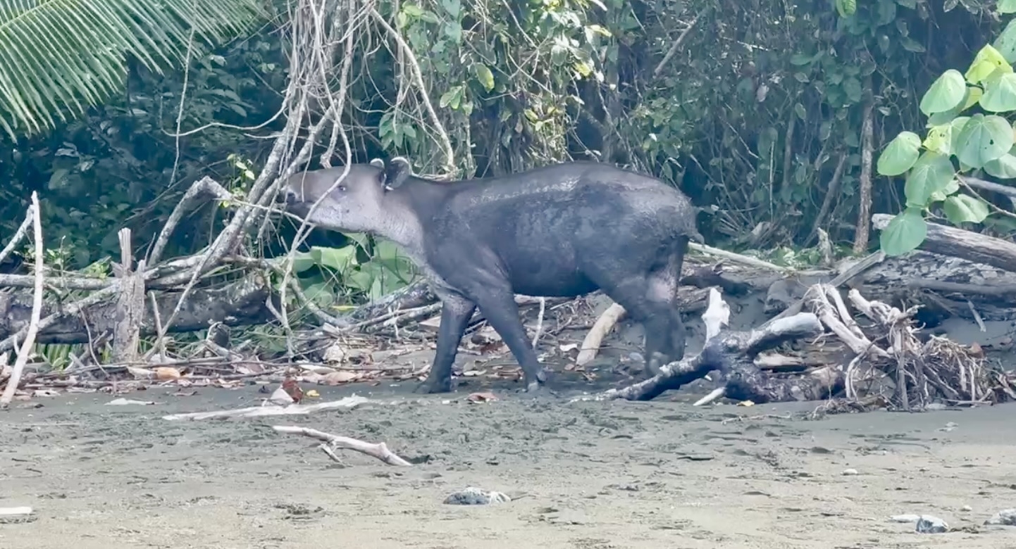 One of the most diverse places on the planet, Corcovado National Park, Costa Rica